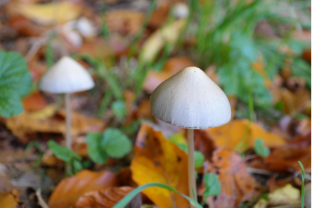 Psilocybin Image